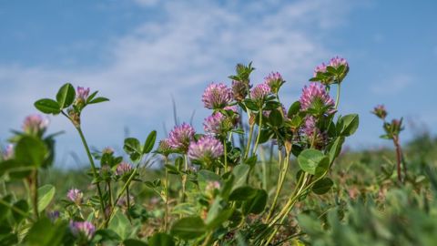 Le trèfle violet aura une pérennité d'environ 2 ans contre 5 ans pour la luzerne. (©Pixabay) Le trèfle violet aura une pérennité d'environ 2 ans contre 5 ans pour la luzerne. (©Pixabay)