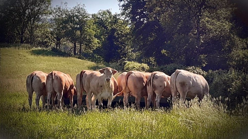 L'éleveur bourguignon espère une revalorisation des revenus agricoles. (© M. Haugoubart) L'éleveur bourguignon espère une revalorisation des revenus agricoles. (© M. Haugoubart)