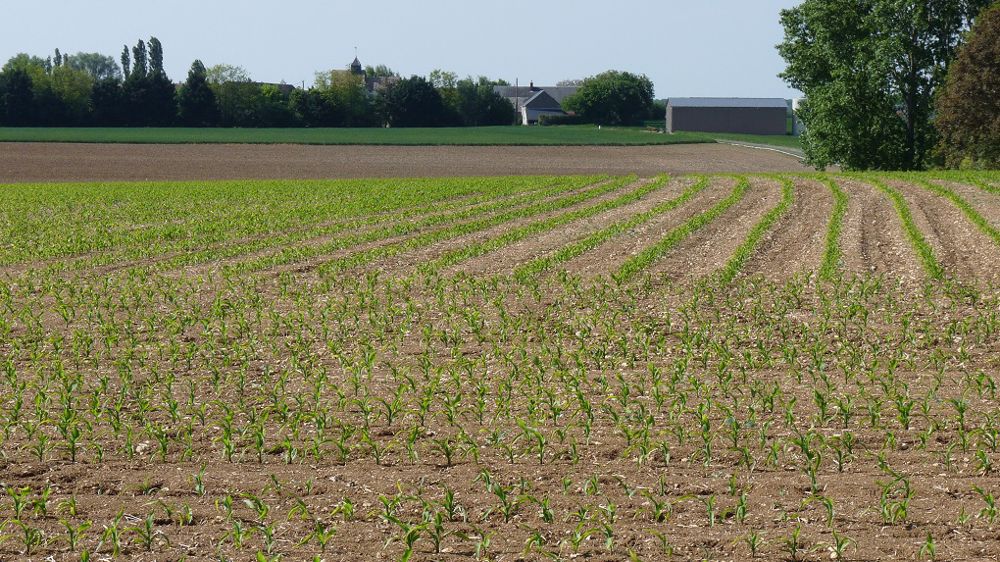 L'interdiction du S-métolachlore, annoncé par l'Anses et contre l'avis du ministre de l'agriculture, concerne la plupart des usages. (©Terre-net Média)