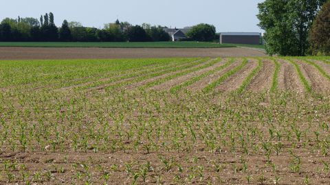 L'interdiction du S-métolachlore, annoncé par l'Anses et contre l'avis du ministre de l'agriculture, concerne la plupart des usages. (©Terre-net Média) L'interdiction du S-métolachlore, annoncé par l'Anses et contre l'avis du ministre de l'agriculture, concerne la plupart des usages. (©Terre-net Média)