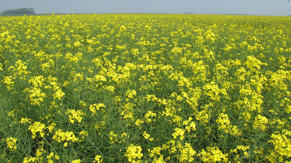 L'heure est à la surveillance des pucerons cendrés et/ou des charançons des siliques sur colza selon les secteurs et l'avancée des parcelles. (©Terre-net Média)