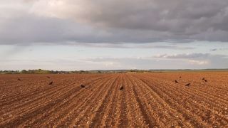 Pour éviter les dégâts de corvidés, l'éleveur sème le maïs profond et règle bien la roue plombeuse du semoir. (© Terre-net Média) Pour éviter les dégâts de corvidés, l'éleveur sème le maïs profond et règle bien la roue plombeuse du semoir. (© Terre-net Média)