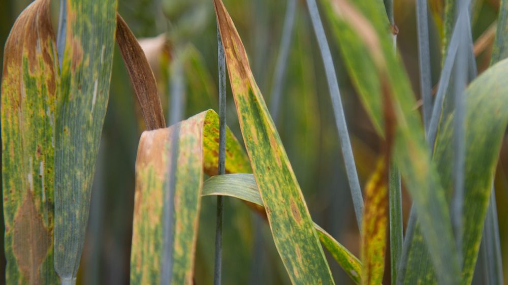 Photo d'un essai de blé tendre sans fongicides (©<a href="https://franceagritwittos.com/images/picture.php?/78/category/6" target="_blank">Nadège Petit @agrizoom/Banque d'images FranceAgriTwittos</a>)
