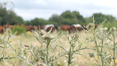 Après la sécheresse de 2022, la présence d'espaces vacants dans les prairies favorise la prolifération d'adventices, comme le pissenlit. (© Pixabay - Didgeman) Après la sécheresse de 2022, la présence d'espaces vacants dans les prairies favorise la prolifération d'adventices, comme le pissenlit. (© Pixabay - Didgeman)