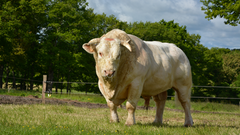 En plus d'apprécier la conformation de l'animal, il est indispensable de se renseigner sur les index relatifs aux qualités maternelles. (© Terre-net Média) En plus d'apprécier la conformation de l'animal, il est indispensable de se renseigner sur les index relatifs aux qualités maternelles. (© Terre-net Média)