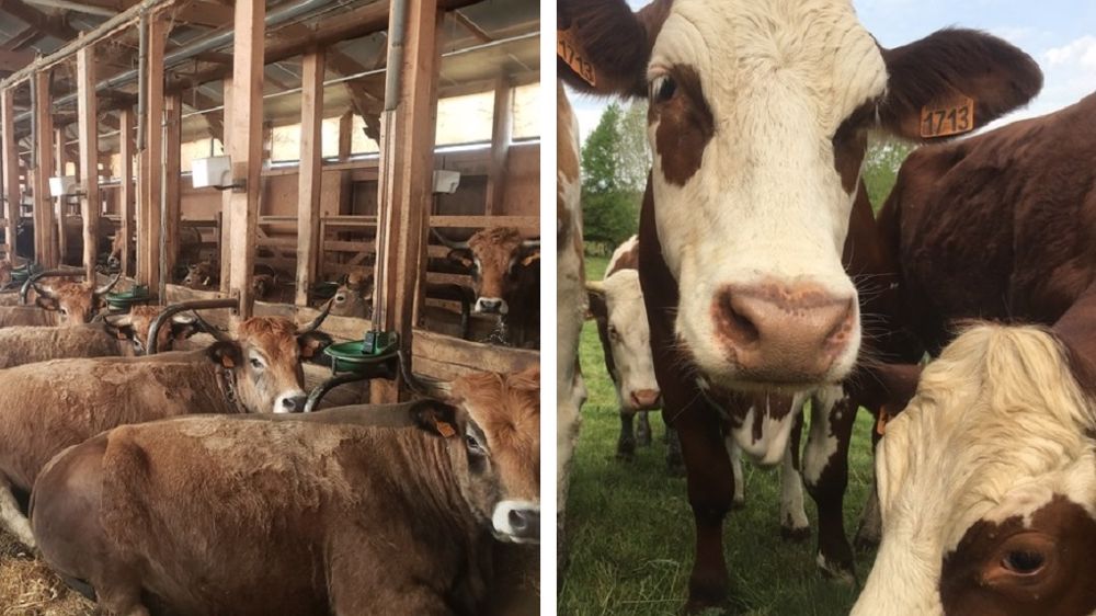 Le troupeau va passer de 65 mères Aubrac à une trentaine de vaches allaitantes et une trentaine de laitières. (©Gaec du Parilou)