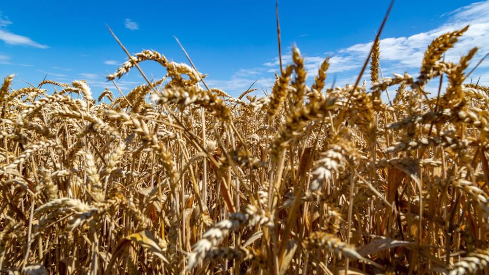 La Commission européenne a alloué une enveloppe de 215 millions d'euros pour le crédit d'impôt de sortie du glysophate. (©@adobestock)