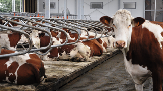 La nouvelle réglementation européenne sur le bien-être animal devra statuer sur l'avenir des étables entravées. (© Terre-net Média) La nouvelle réglementation européenne sur le bien-être animal devra statuer sur l'avenir des étables entravées. (© Terre-net Média)