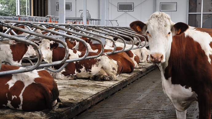 La nouvelle réglementation européenne sur le bien-être animal devra statuer sur l'avenir des étables entravées. (© Terre-net Média)