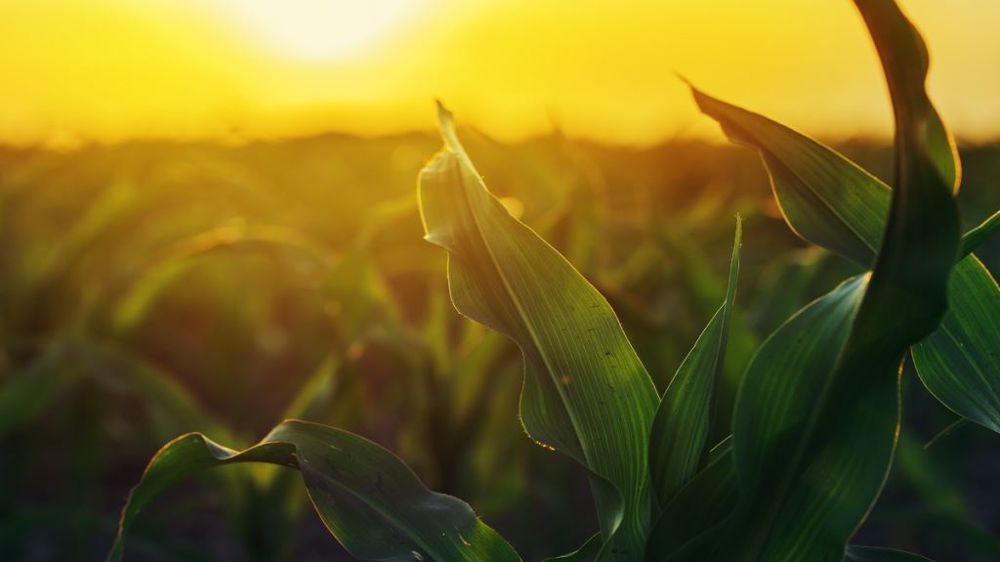 L'absence de pluies et de hautes températures menacent les cultures européennes et américaines. (©Adobe Stock)