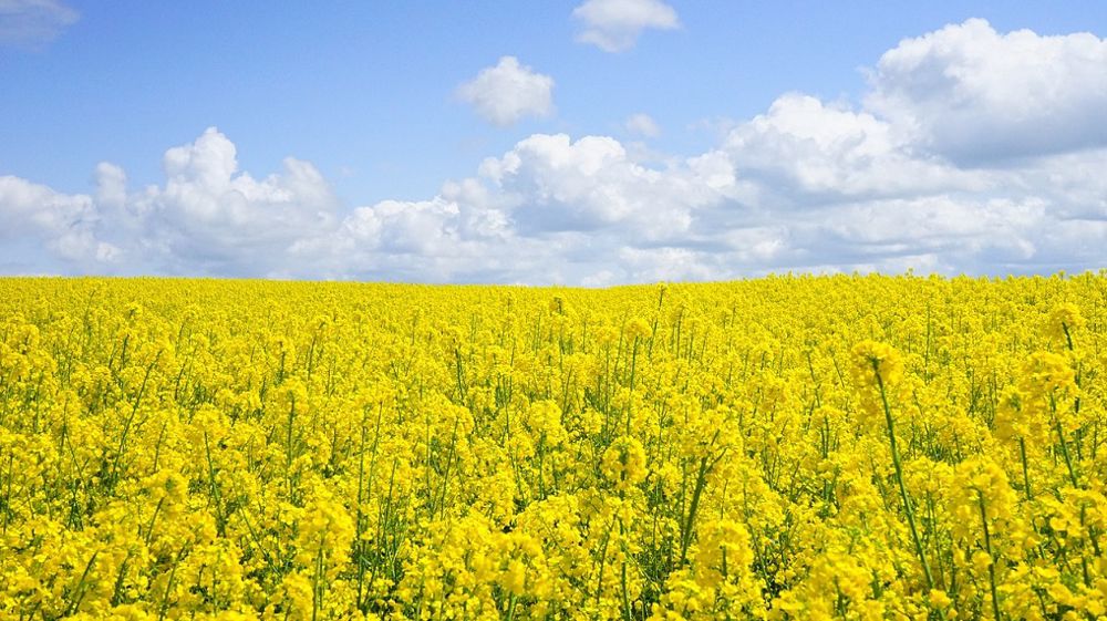Terres Inovia revient sur les leviers à actionner avant et au semis pour obtenir un colza robuste. (©<a href="https://pixabay.com/fr/photos/le-colza-fleurs-sur-le-terrain-474558/" target="_blank">Hans/Pixabay</a>)