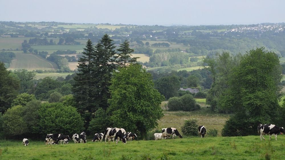 Les professionnels de l'élevage français demandent un plan de sauvegarde du secteur. (©Terre-net Média)