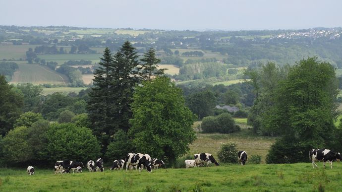 Les professionnels de l'élevage français demandent un plan de sauvegarde du secteur. (©Terre-net Média)