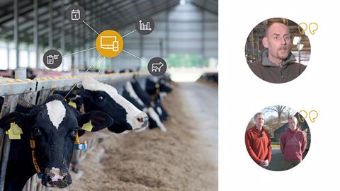 Ces éleveurs qui communiquent avec leurs vaches grâce au logiciel Ces éleveurs qui communiquent avec leurs vaches grâce au logiciel