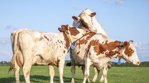 Quels sont les indicateurs de réussite de la reproduction de son troupeau ?