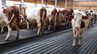 Moins de stress pendant les repas pour la vache laitière Moins de stress pendant les repas pour la vache laitière