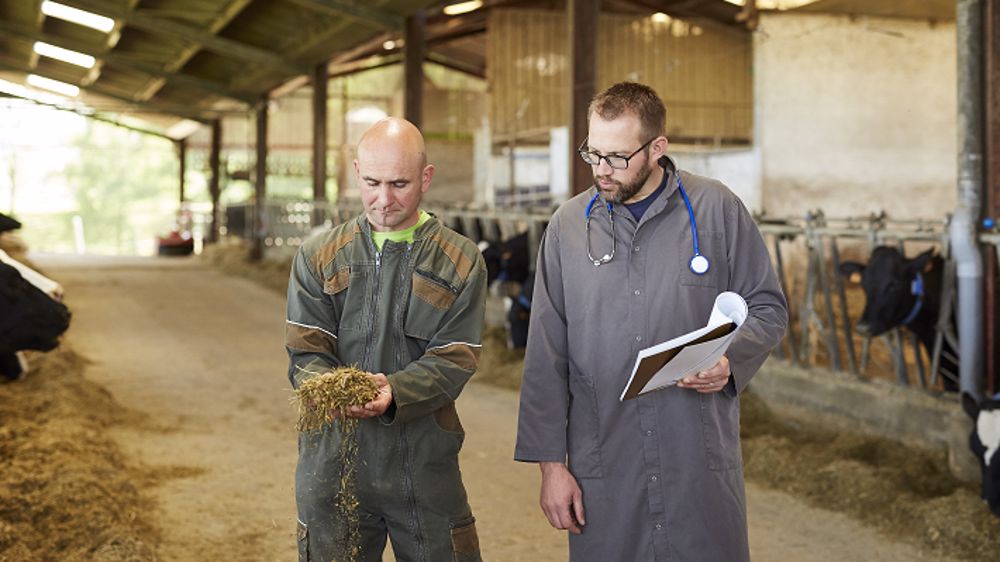 Bien préparer ma vache au vêlage : 6 questions sur l’intérêt des oligo-éléments