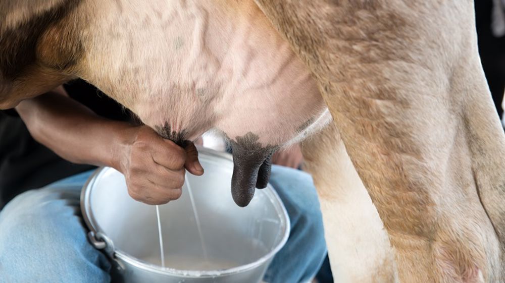 Un incontournable de la santé mammaire au tarissement