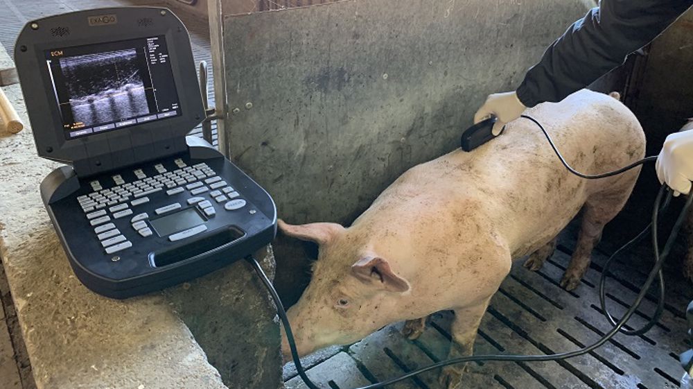 Mesure du gras intramusculaire : un atout pour les filières porcines et bovines