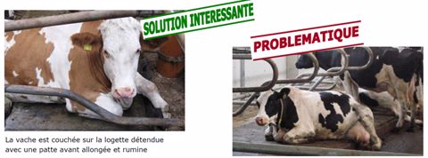 Logette vache