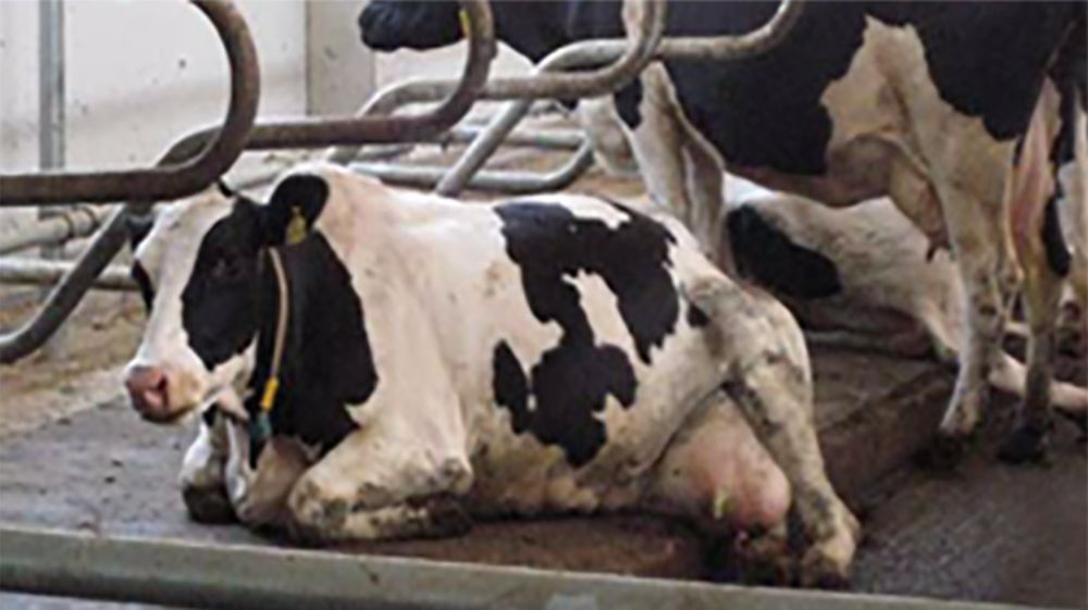 Attention, vaches couchées dans le couloir ! 