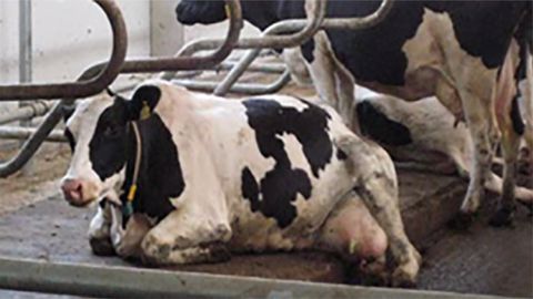 Attention, vaches couchées dans le couloir ! 