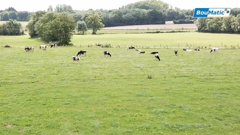 En moyenne, le troupeau tourne à deux traites et demie par jour.