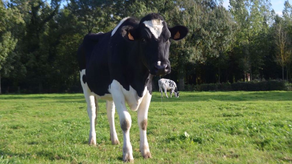 Strongles digestifs : connaître ces inévitables intrus pour mieux les maîtriser