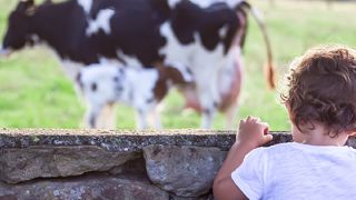 La rentrée en stabulation constitue un moment clé pour traiter les animaux contre les strongles digestifs contractés au pâturage. La rentrée en stabulation constitue un moment clé pour traiter les animaux contre les strongles digestifs contractés au pâturage.