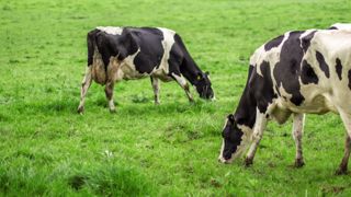 Le traitement antiparasitaire des vaches adultes au pâturage se raisonne en fonction d'indices concordants indiquant une pénalisation des performances des animaux. Le traitement antiparasitaire des vaches adultes au pâturage se raisonne en fonction d'indices concordants indiquant une pénalisation des performances des animaux.
