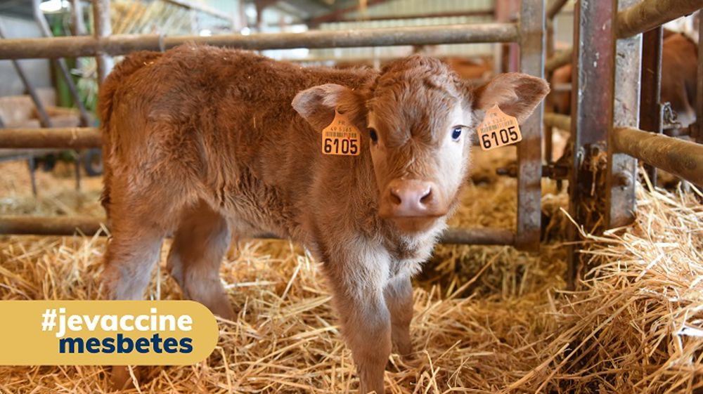 Pour s’éviter la peine du traitement, la vaccination est un outil efficace 