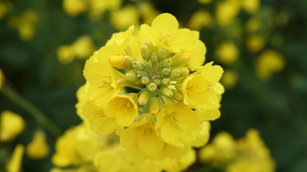 La sélection variétale va dans le sens d’un colza à rendement plus élevé et cultivé de façon plus durable, plus tolérant aux stress, aux maladies, aux insectes, qui nécessitera moins d’azote.