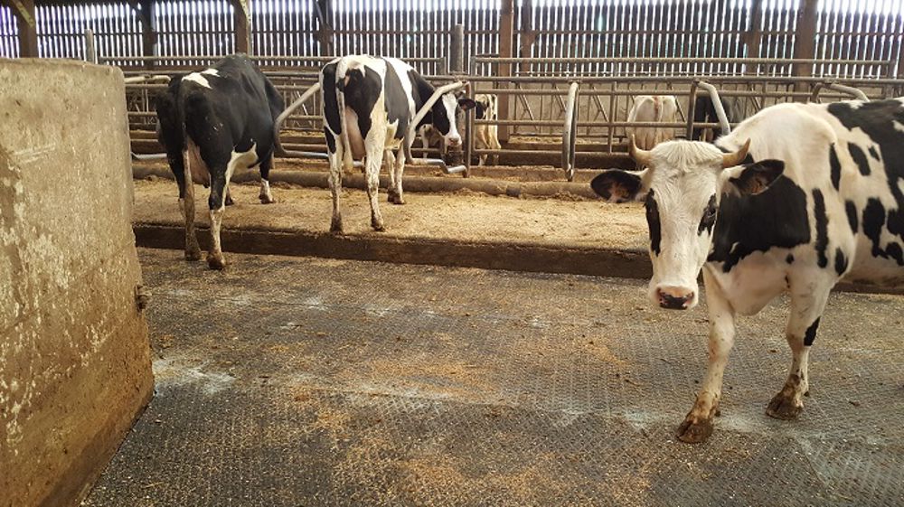 Améliorer la qualité des sols pour réduire les problèmes de boiteries