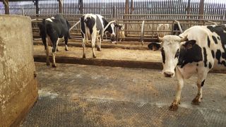 Améliorer la qualité des sols pour réduire les problèmes de boiteries