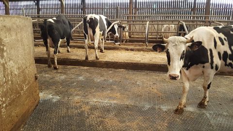 Améliorer la qualité des sols pour réduire les problèmes de boiteries Améliorer la qualité des sols pour réduire les problèmes de boiteries