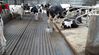 Le tapis Magellan réduit les émissions d’ammoniac