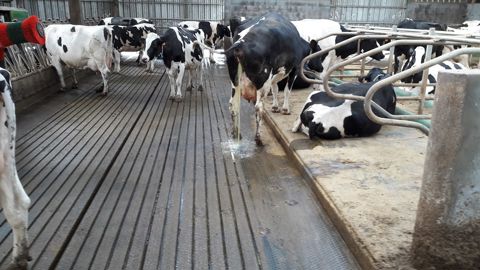 Le tapis Magellan réduit les émissions d’ammoniac