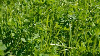 Semer une prairie sous couverts de céréales (ici à la ferme expérimentale de Thorigné-d’Anjou) permet de lui apporter plus de résilience en cas de sécheresse ou d’excès d’eau. Semer une prairie sous couverts de céréales (ici à la ferme expérimentale de Thorigné-d’Anjou) permet de lui apporter plus de résilience en cas de sécheresse ou d’excès d’eau.