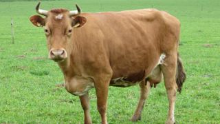 Le syndicat des éleveurs de Froment du Léon regroupe une cinquantaine d’éleveurs de Froment en Bretagne, Normandie et Pays de la Loire. Le syndicat des éleveurs de Froment du Léon regroupe une cinquantaine d’éleveurs de Froment en Bretagne, Normandie et Pays de la Loire.
