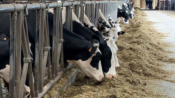 Intégrer du pois dans sa rotation pour l'incorporer à la ration des vaches ensuite est en phase avec l'ambition d'autonomie protéique du territoire, mais il ne faut pas oublier l'aspect rentabilité face aux cultures de vente.