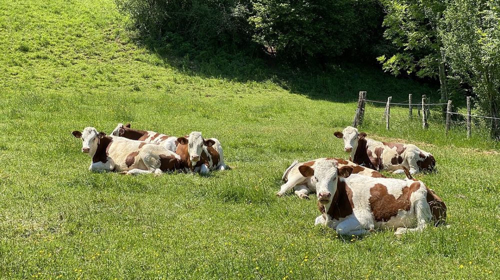 Julien Beal s'apprête à reprendre l'élevage familial de 130 Montbéliardes.