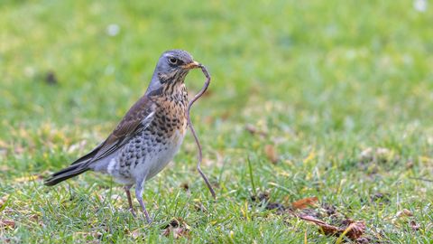 Impact des anti-limaces sur la faune auxiliaire. Qu’en est -il vraiment ?
