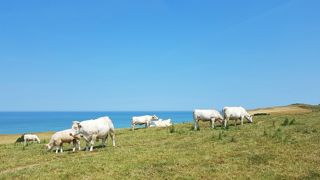 L'empreinte environnementale de la viande bovine diffère selon la zone de production, selon Carbon Maps. L'empreinte environnementale de la viande bovine diffère selon la zone de production, selon Carbon Maps.