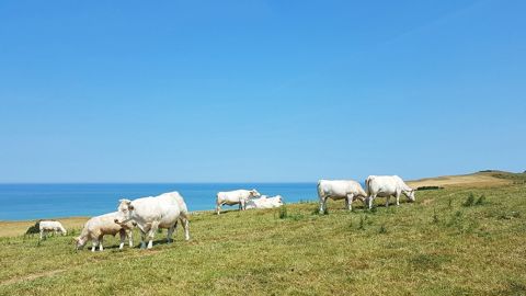 L'empreinte environnementale de la viande bovine diffère selon la zone de production, selon Carbon Maps. L'empreinte environnementale de la viande bovine diffère selon la zone de production, selon Carbon Maps.