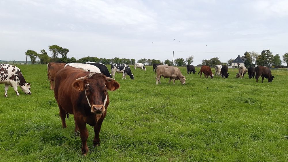 La filière cherche à valoriser en France les veaux issus du troupeau laitier.
