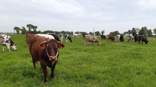 La filière cherche à valoriser en France les veaux issus du troupeau laitier. La filière cherche à valoriser en France les veaux issus du troupeau laitier.