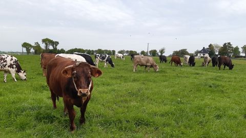La filière cherche à valoriser en France les veaux issus du troupeau laitier. La filière cherche à valoriser en France les veaux issus du troupeau laitier.