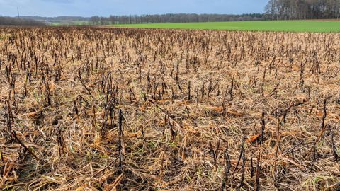 L'Efsa a remis jeudi son étude qui permettra de décider du renouvellement ou non de l'autorisation de l'herbicide pour cinq ans dans l'Union européenne. L'Efsa a remis jeudi son étude qui permettra de décider du renouvellement ou non de l'autorisation de l'herbicide pour cinq ans dans l'Union européenne.