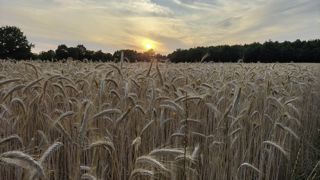 Le tritical offre un rendement moindre que le blé, mais présente d'autres avantages. Le tritical offre un rendement moindre que le blé, mais présente d'autres avantages.