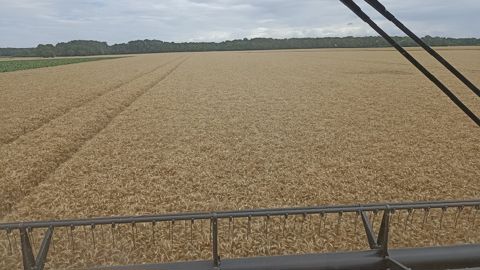 Et chez vous ? Comment se passe ou s'est passée cette moisson 2023 ? Dites-nous en commentaires. Et chez vous ? Comment se passe ou s'est passée cette moisson 2023 ? Dites-nous en commentaires.
